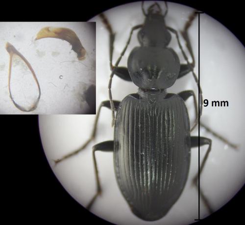 Agonum permoestum